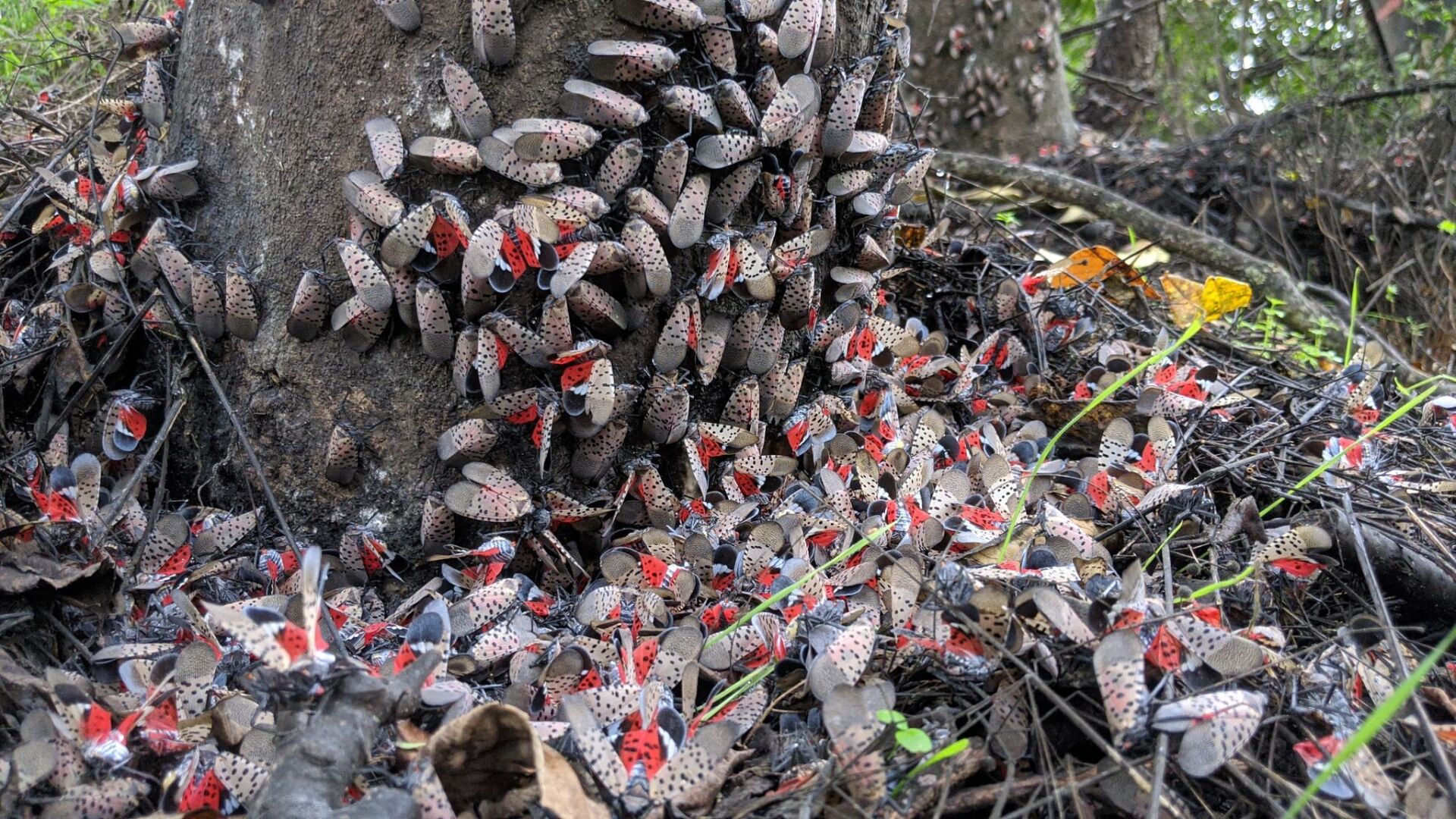 Spotted Lanternflies